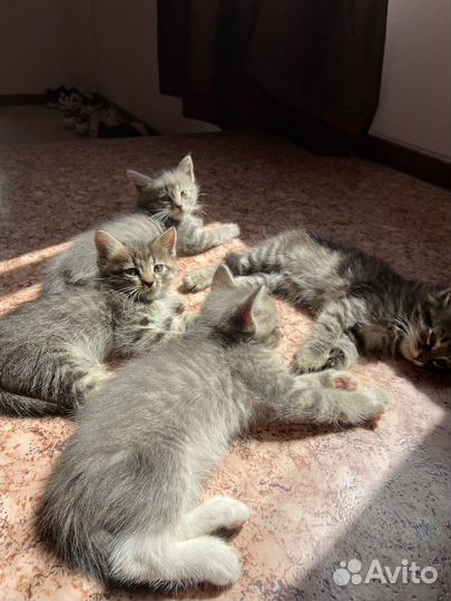 Котятки в добрые руки
