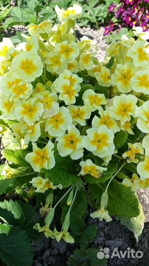 Садовый ирис,примулы,бадан