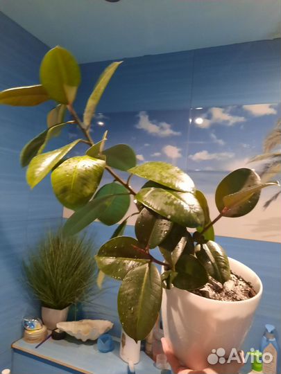 Фикус крупномер и его дети