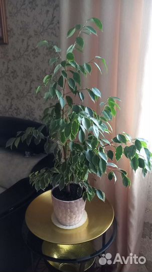 Комнатные цветы