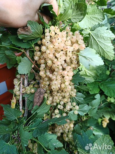 Смородина черная,белая, красная