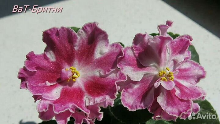 Фиалки набор №4 укорененных листов 7 разных сортов