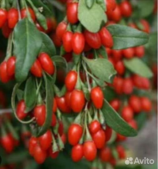 Ягодные кустарники Годжи