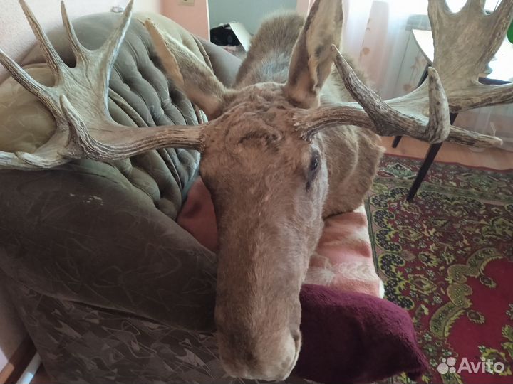 Чучело головы лося