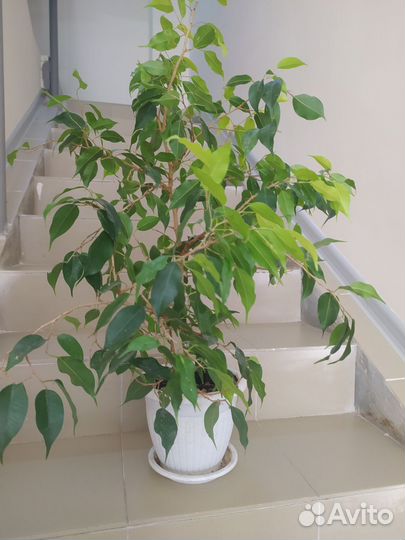 Фикус бенджамина большой