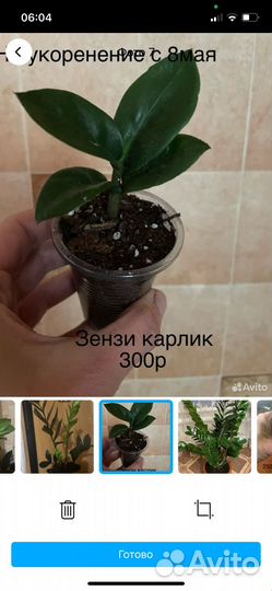 Замиокулькас зензи карлик