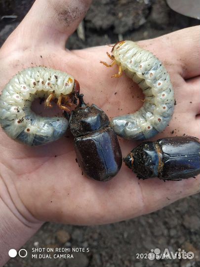 Личинки жука носорога