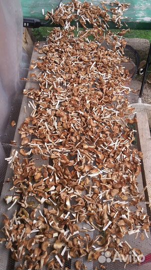 Доставка даров леса