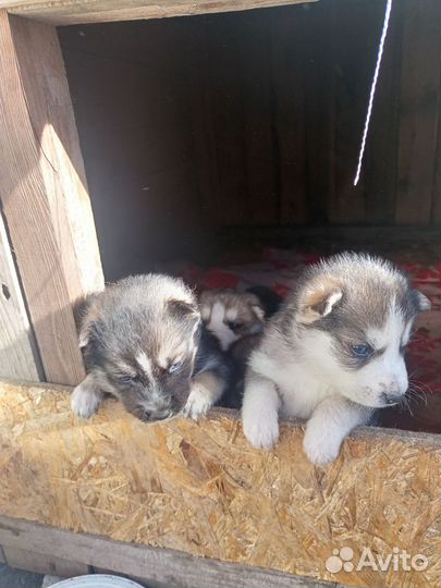 Щенки сибирской хаски