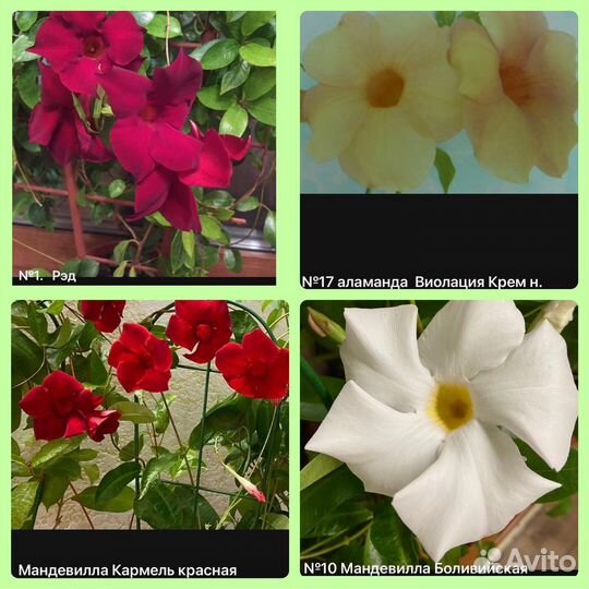 Комнатные и садовые растения