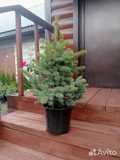 Ель голубая глаука