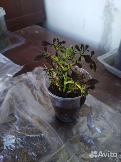 Колеусы сортовые