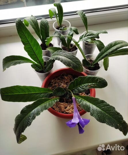 Стрептокарпус