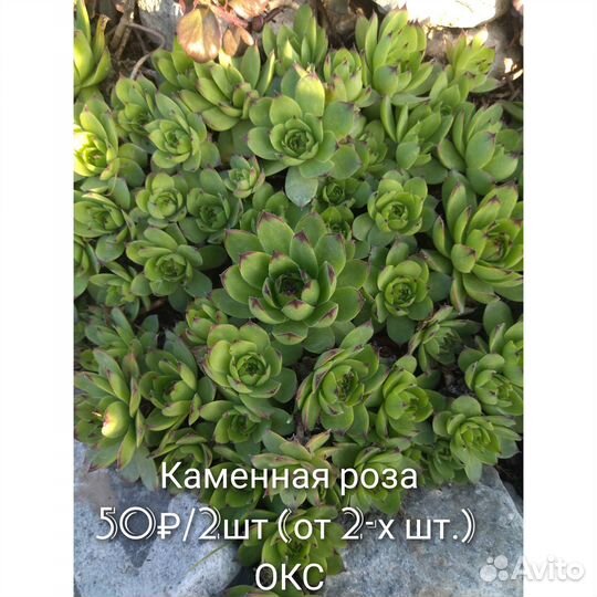 Примула гравилат овсяница и др. многолетники