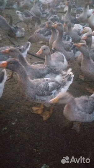 Крупные серые гуси