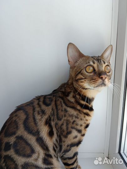 Бенгальская кошка