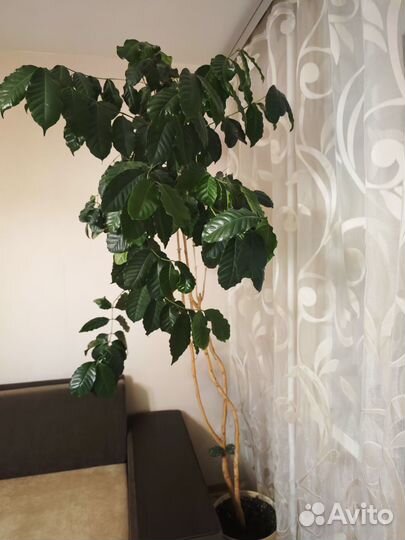 Кофейное дерево