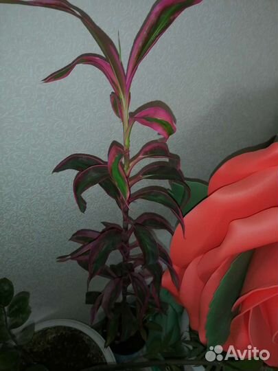 Комнатные цветы большие продажа, обмен