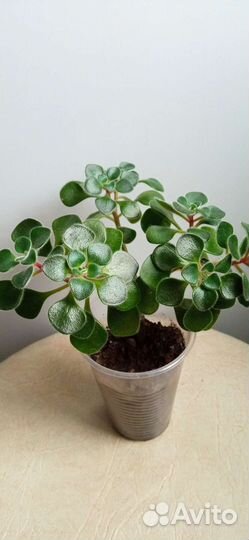 Комнатные растения