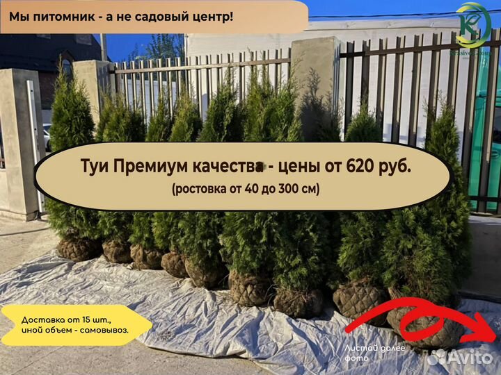 Туи смарагд напрямую с полей