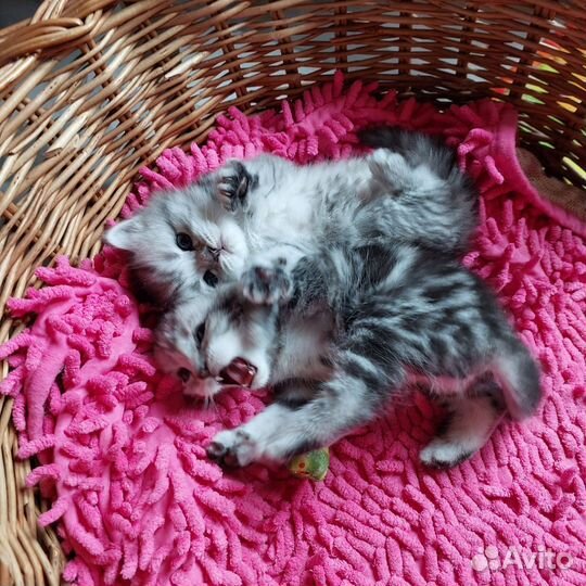 Милые добрые котята )