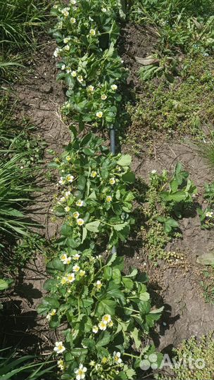 Клубника саженцы Купчиха, Азия