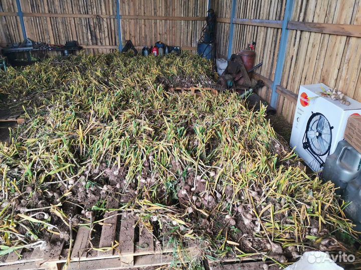 Чеснок с доставкой