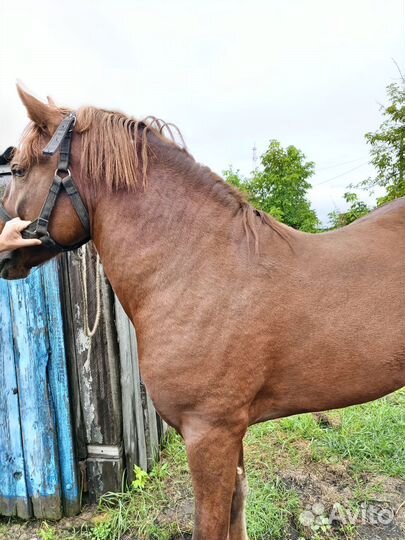 Жеребец 2,4 г. Цена 100000 т.р