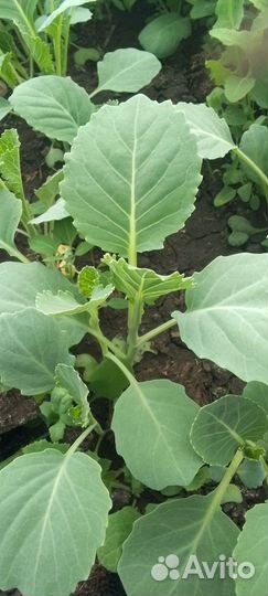 Рассада капусты