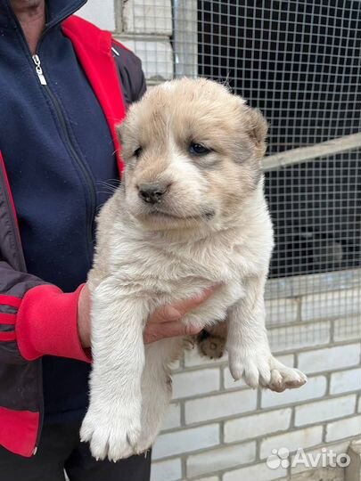 Среднеазиатская овчарка алабай щенки