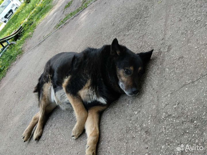 Отдаю собачку