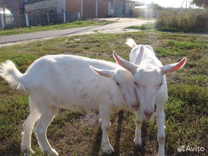 Козье молоко