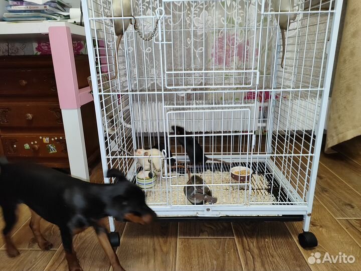 Крысы Дамбо