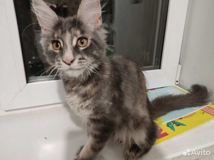 Котёнок мейн-кун
