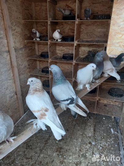 Голуби бойные