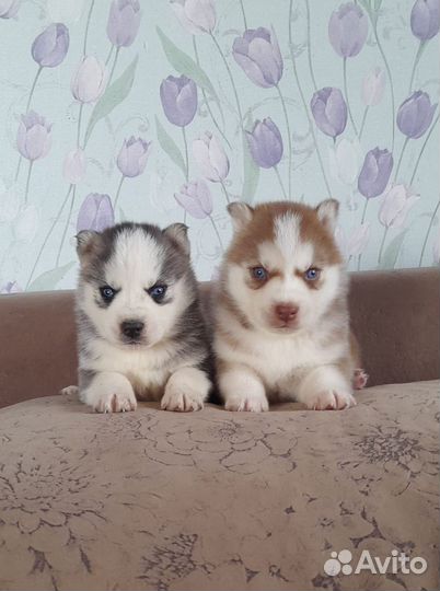 Красотули щенули