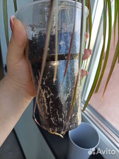 Драцена маргината