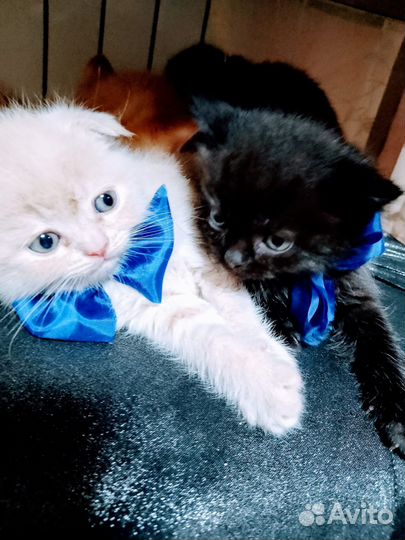 Шотландские котята