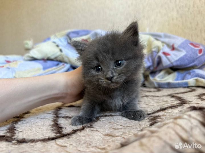 Котята в добрые и любящие руки