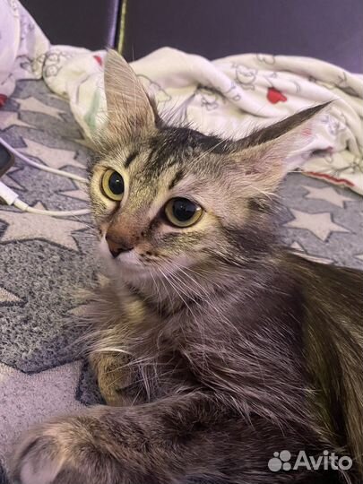 Кошка в дар