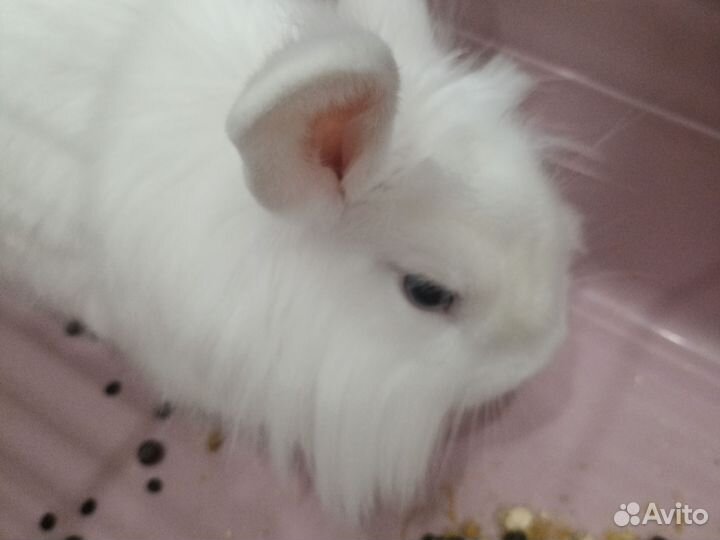 Декоративные кролики