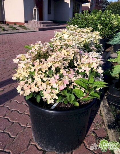 Гортензия Полистар