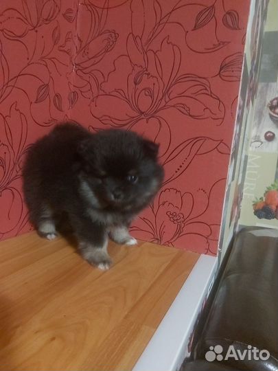 Щенки померанского шпица
