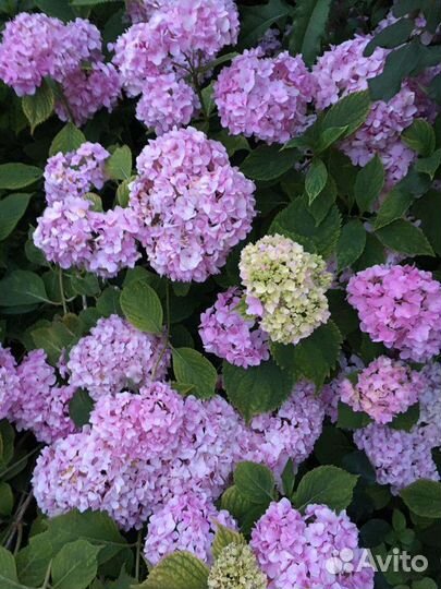Гортензия Вечное лето