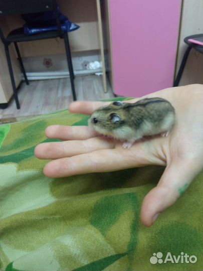 Джунгарики девочки и мальчики