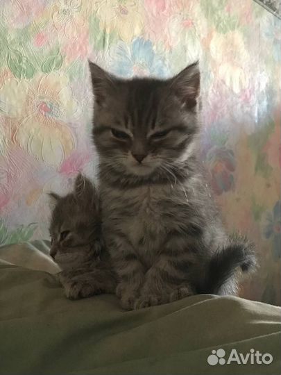 Шотландские котята