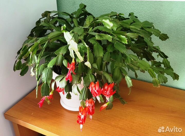 Комнатные растения