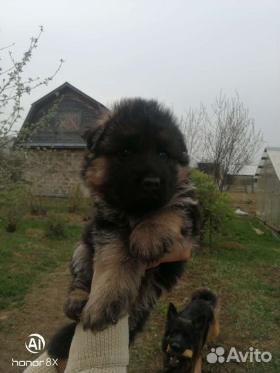 Немецкая овчарка