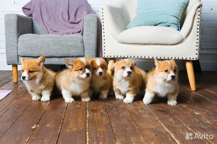 Вельш корги пемброк