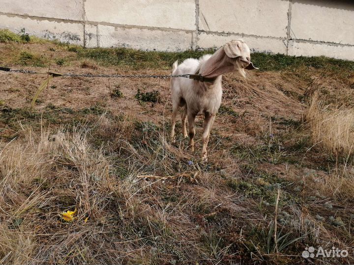 Нубийский козел